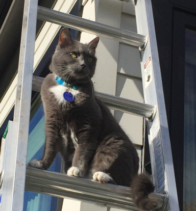 cat on a ladder