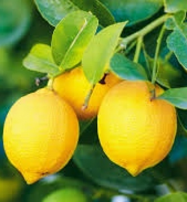 Lemon Tree